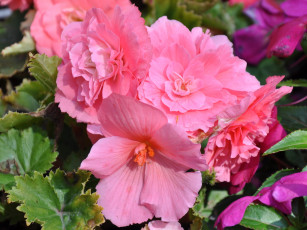 Картинка цветы бегония