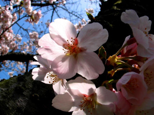 Картинка цветы цветущие деревья кустарники