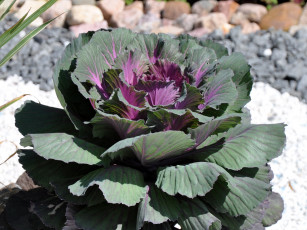 Картинка цветы декоративная капуста