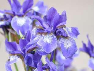 Картинка цветы ирисы