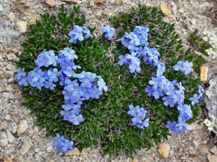 Картинка цветы незабудки