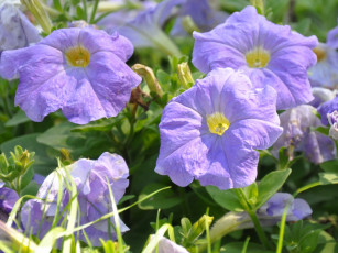 обоя цветы, петунии, калибрахоа