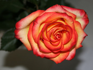 Картинка цветы розы