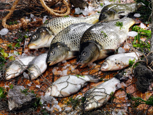 Картинка еда рыба морепродукты суши роллы