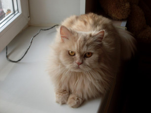 Картинка котик животные