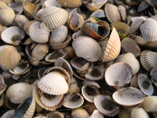 Картинка разное ракушки кораллы декоративные spa камни