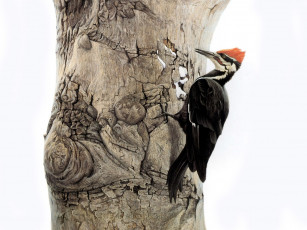 Картинка рисованные животные