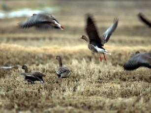 Картинка животные гуси