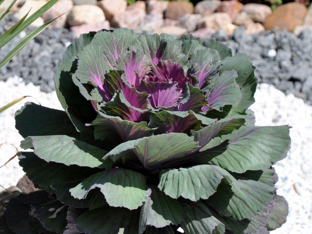 Обои картинки фото цветы, декоративная, капуста