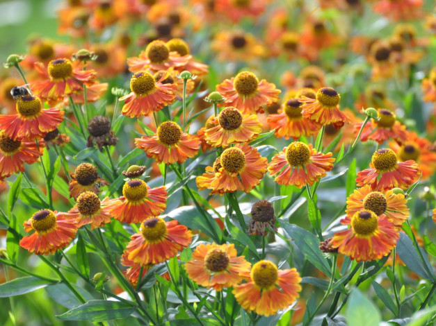 Обои картинки фото цветы, гайлардии, гелениумы