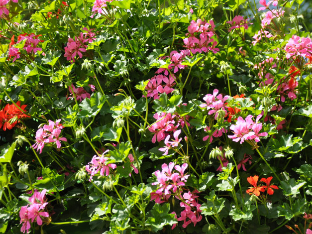 Обои картинки фото цветы, герань