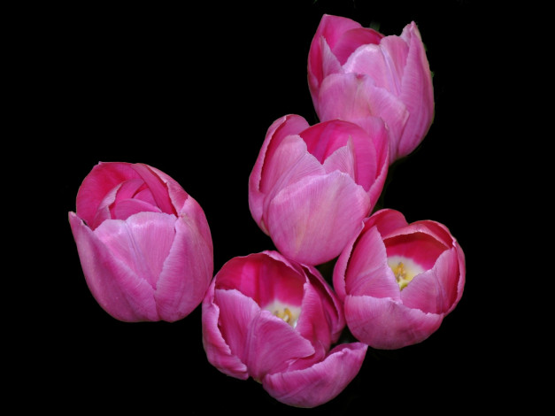 Обои картинки фото цветы, тюльпаны