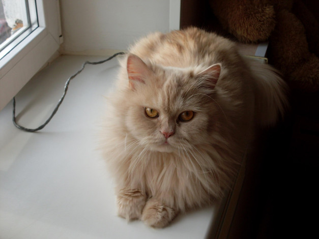 Обои картинки фото котик, животные