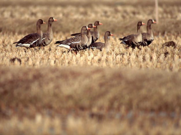 Обои картинки фото животные, гуси