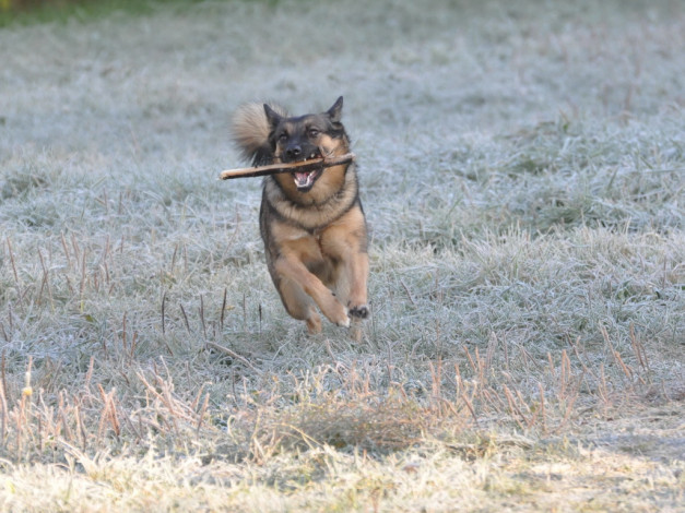 Обои картинки фото животные, собаки