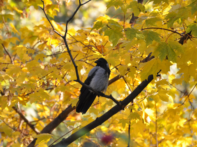 Обои картинки фото животные, вороны, грачи, галки
