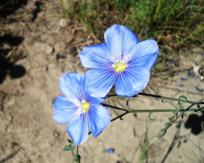 Картинка цветы луговые полевые