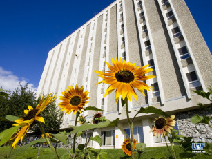 Картинка цветы подсолнухи