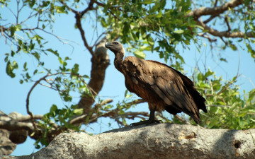 Картинка животные птицы хищники