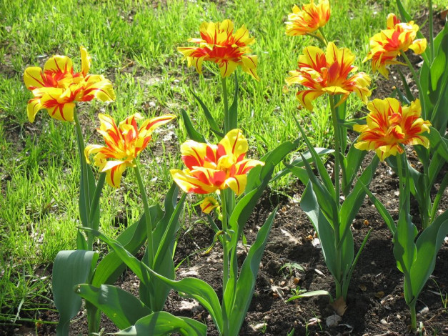 Обои картинки фото цветы, тюльпаны