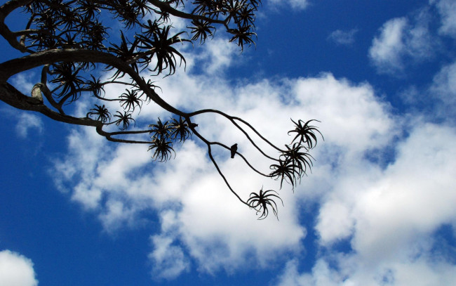 Обои картинки фото природа, деревья