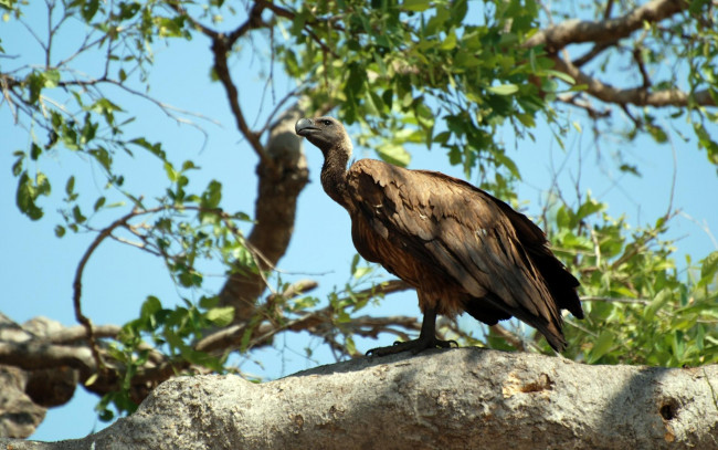 Обои картинки фото животные, птицы, хищники