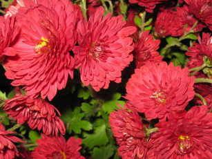 обоя цветы, хризантемы