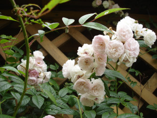 Картинка цветы розы куст