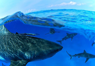 Картинка животные акулы море