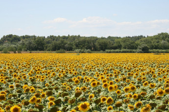 Картинка цветы подсолнухи прованс