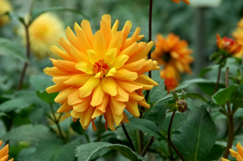 Картинка цветы георгины круглый желтый