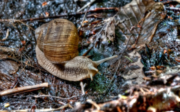 Картинка животные улитки листья рожки домик