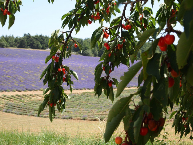 Обои картинки фото природа, Ягоды, вишня