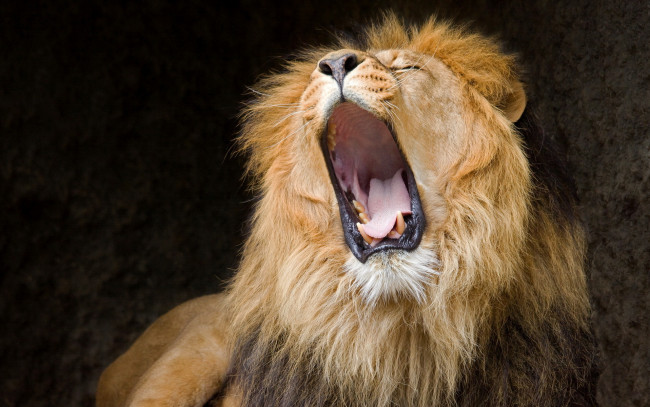 Обои картинки фото животные, львы, царь, пасть