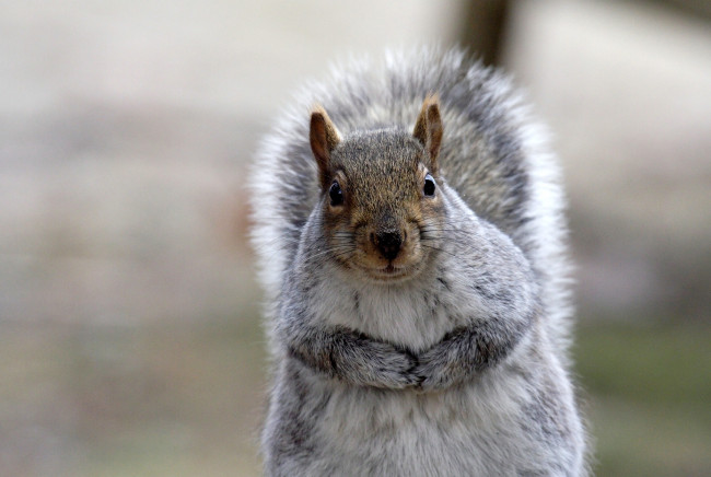 Обои картинки фото животные, белки, лапки, взгляд, любопытство, пушистый, хвост