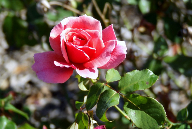 Обои картинки фото цветы, розы, розовый