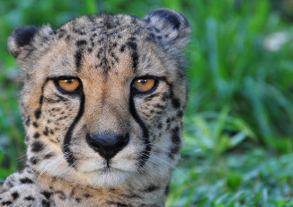 обоя животные, гепарды, гекард, кошка, хищник