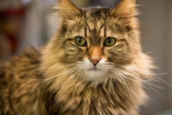 Картинка животные коты усы