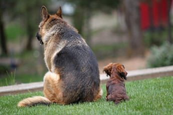 Картинка животные собаки юмор друзья такса овчарка