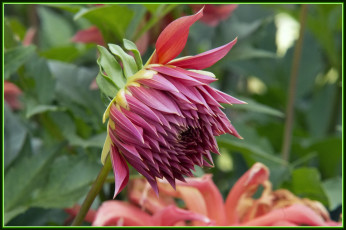 Картинка цветы георгины