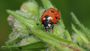 Картинка животные божьи коровки листья росса