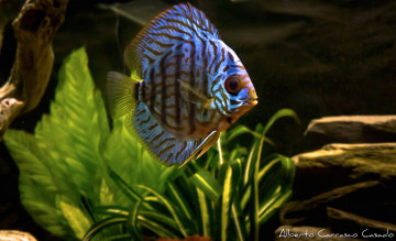 Картинка животные рыбы плоская