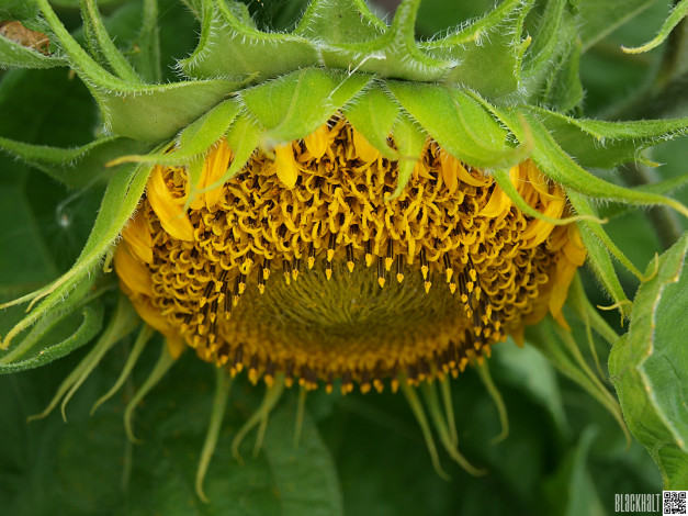 Обои картинки фото цветы, подсолнухи, подсолнух