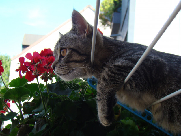 Обои картинки фото животные, коты, котёнок