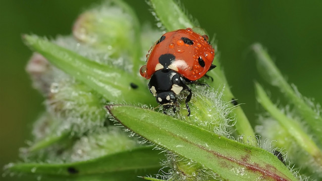 Обои картинки фото животные, божьи, коровки, листья, росса