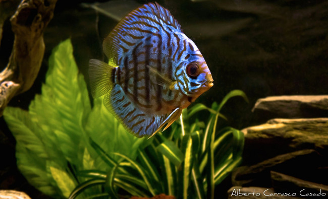 Обои картинки фото животные, рыбы, плоская