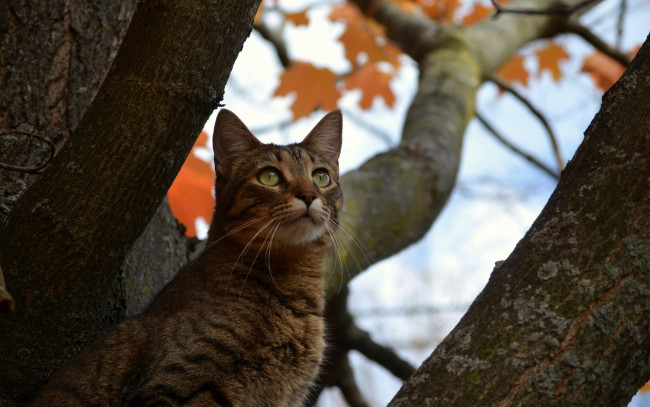 Обои картинки фото животные, коты, дерево, кот