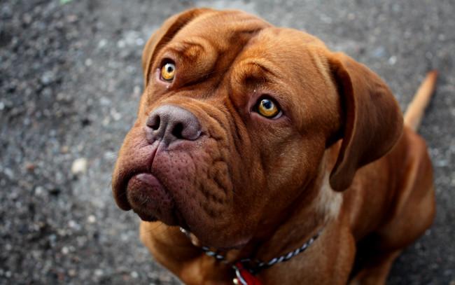 Обои картинки фото животные, собаки, морда