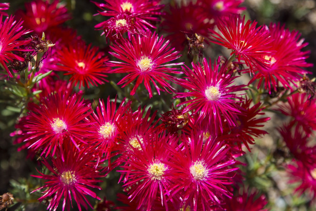 Обои картинки фото цветы, аизовые, малиновый