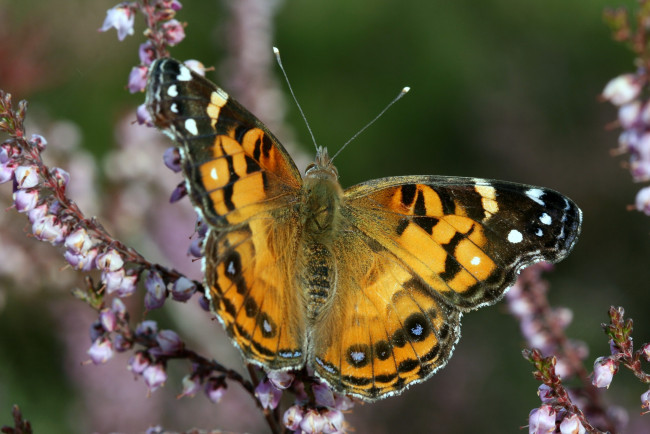 Обои картинки фото животные, бабочки, крылья